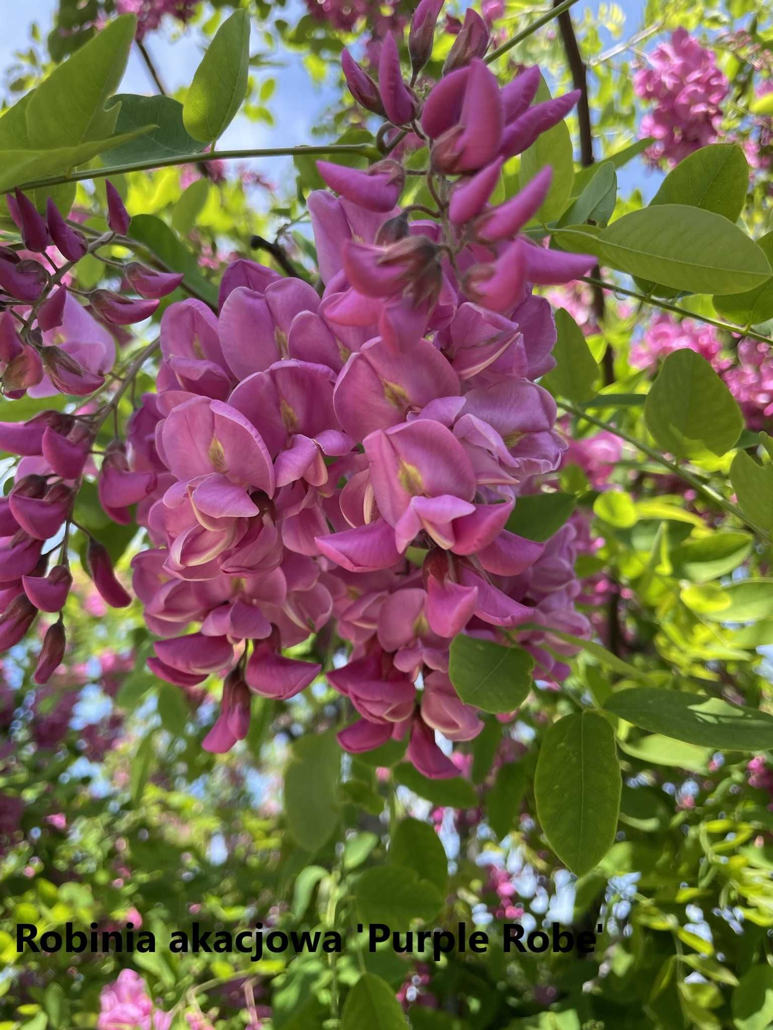 Robinia akacjowa 'Frisia', 'Purple Robe'