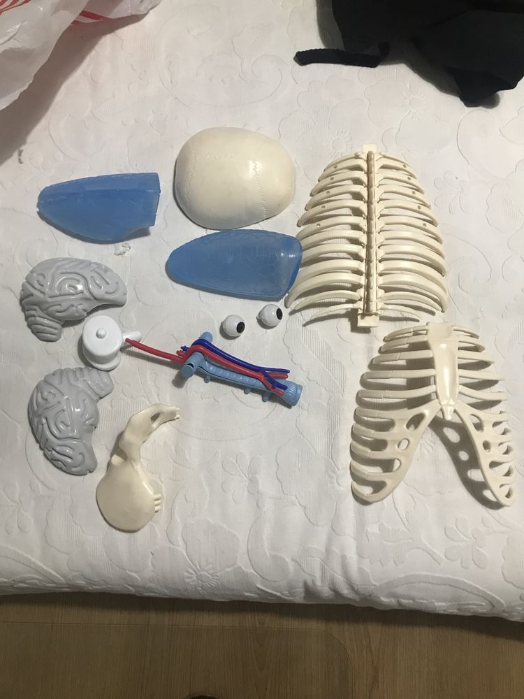 Esqueleto (peças): pulmões, crânio, olhos, costelas, esterno, omoplata
