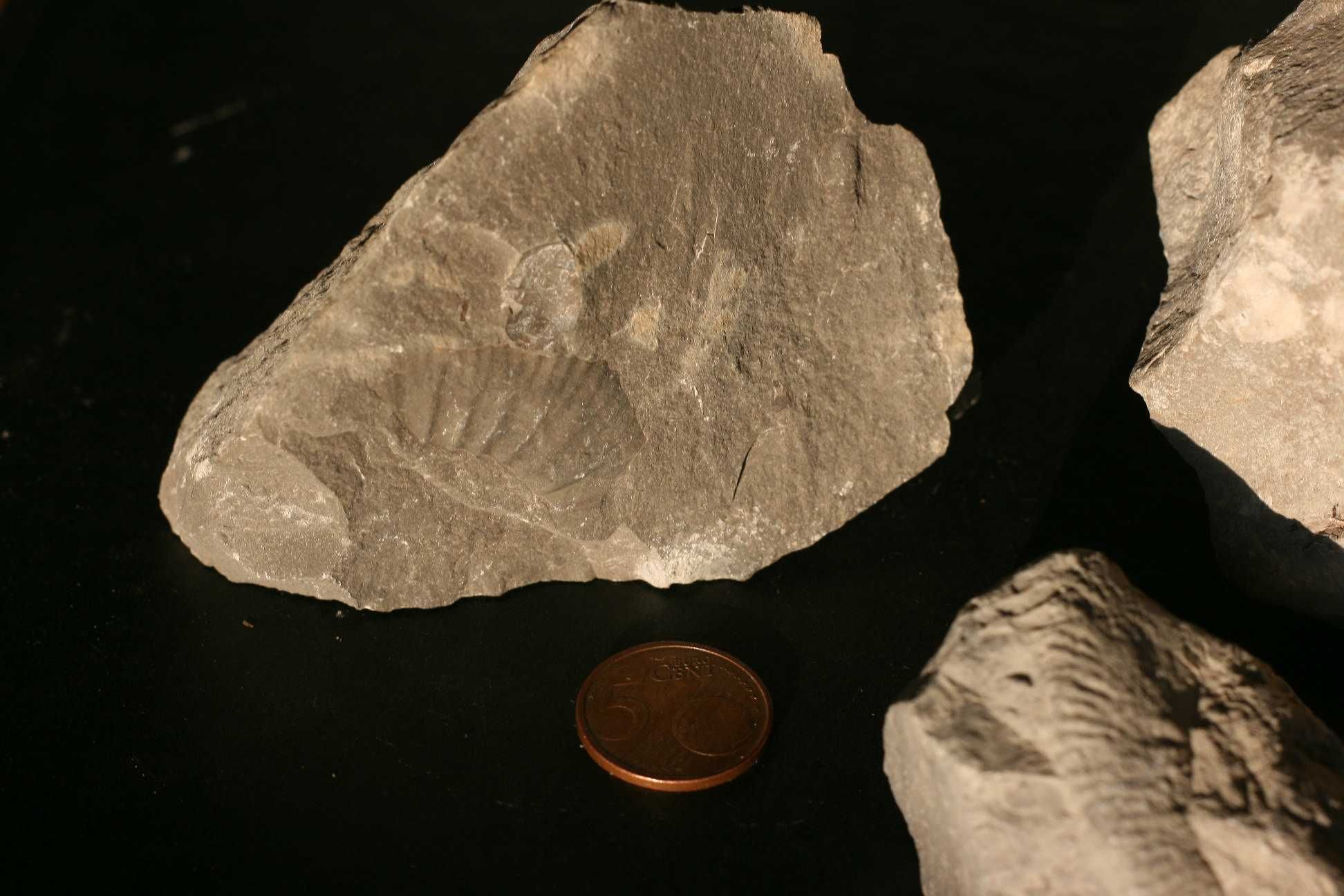 Diversos fósseis do Cabo Mondego (inclui envio)