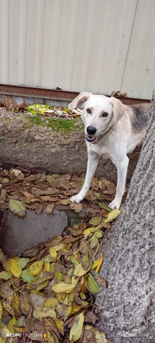Віддам на перетримку собаку