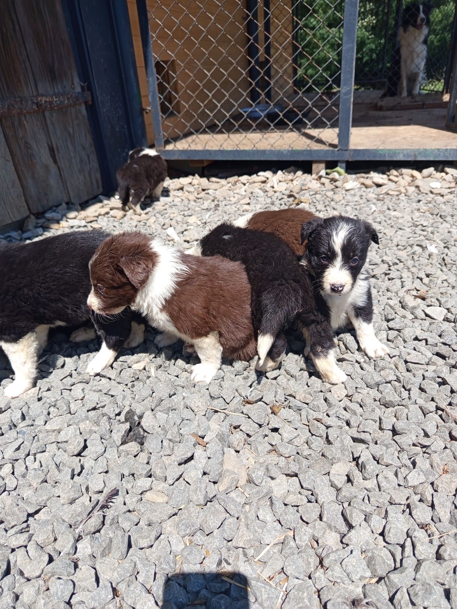 Piesek Border Collie