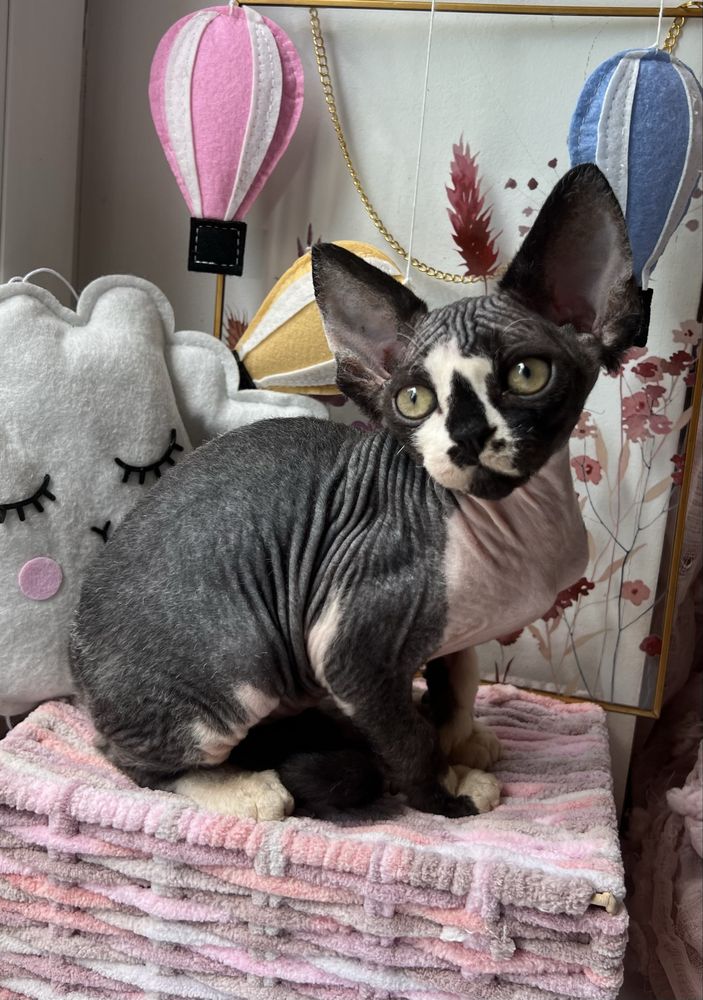 Przepiekny Kocurek Devon Rex