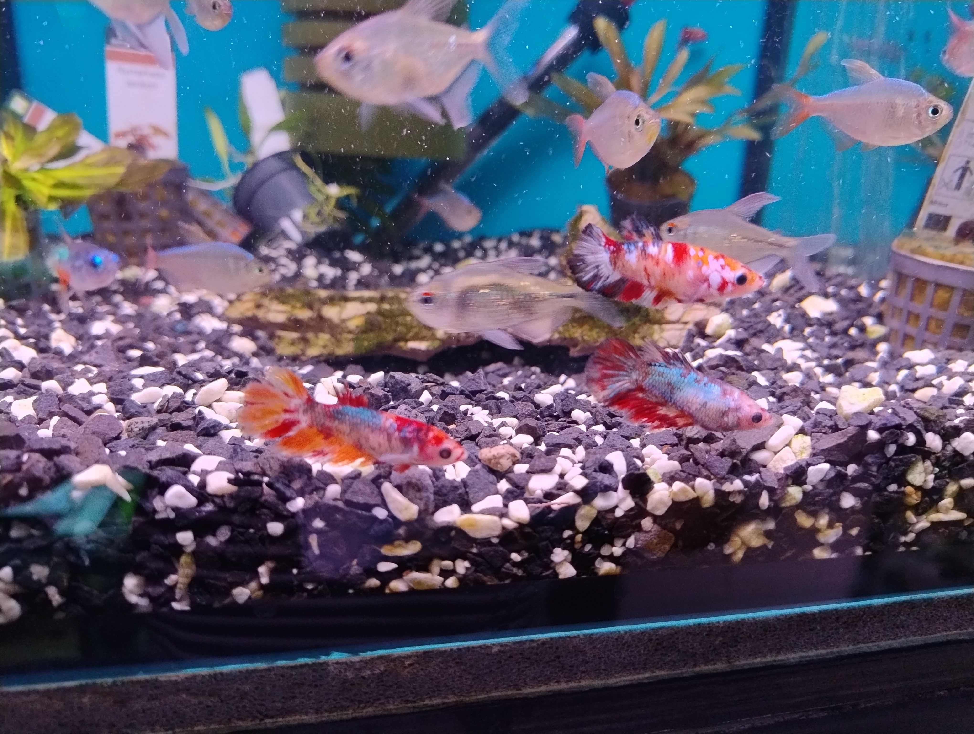 Bojownik samica koi nemo mix kolorów