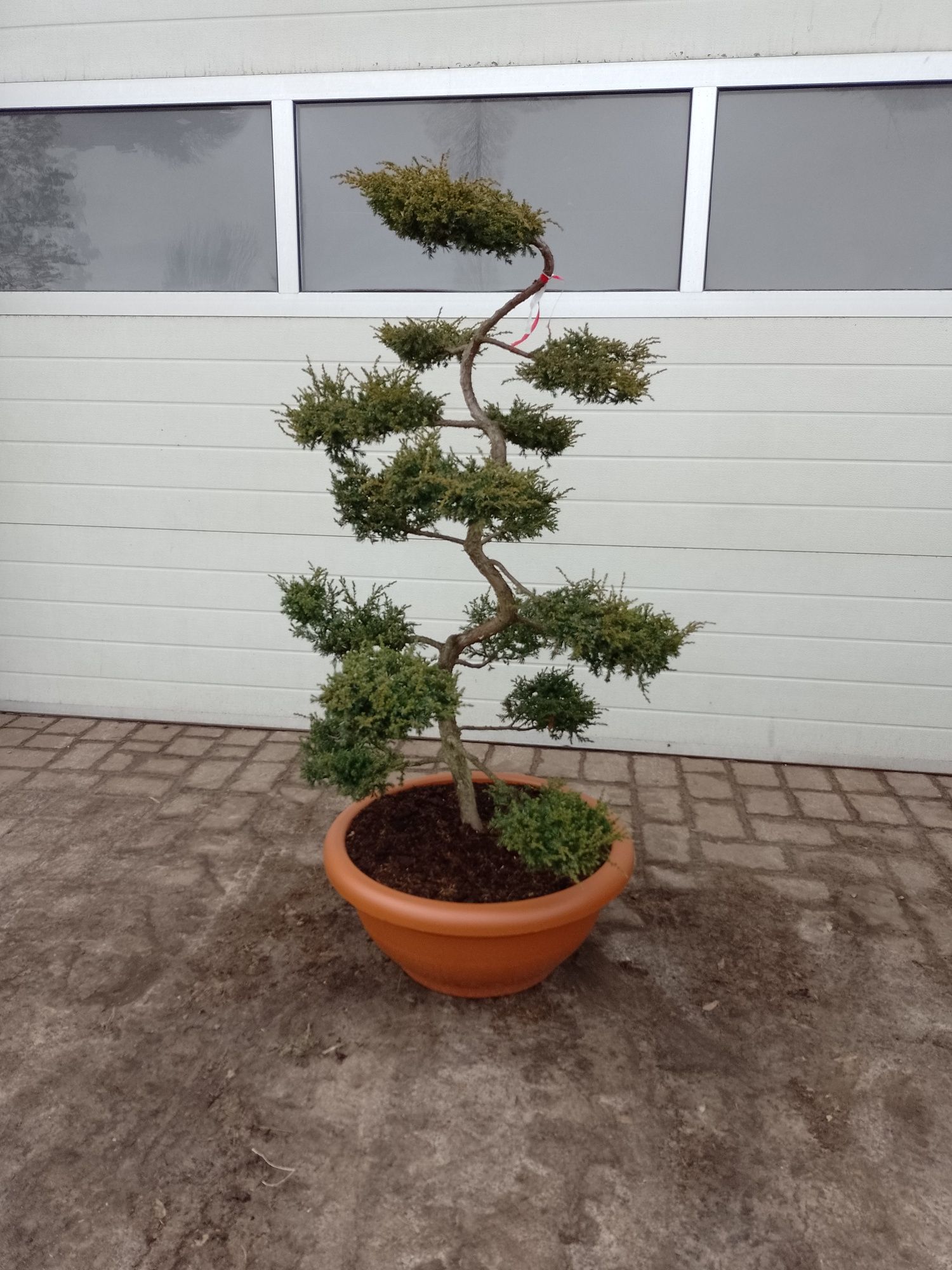 Jałowiec repanda bonsai