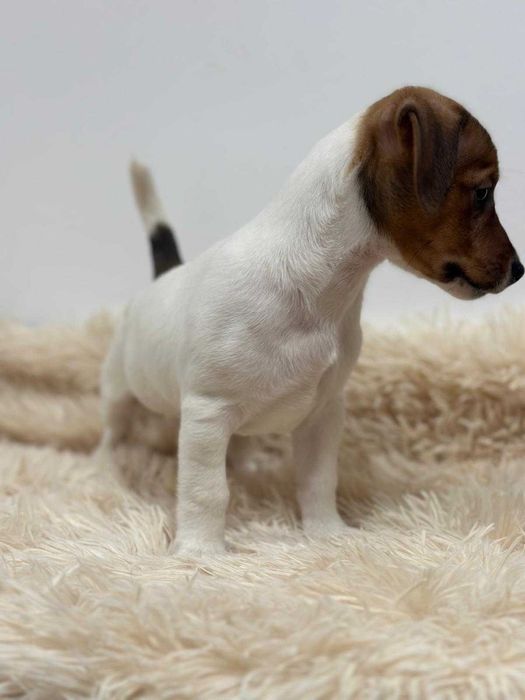 Jack Russell Terrier - szczeniak gotowy do zmiany domu.