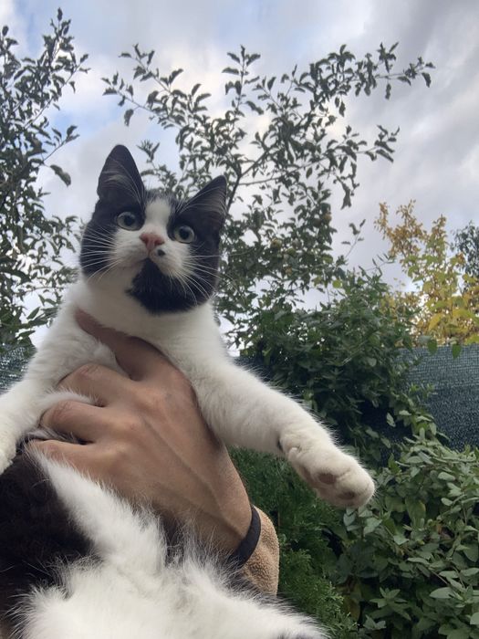 Котик  6 місяці віддам в добрі руки(безкоштовно) Привезу