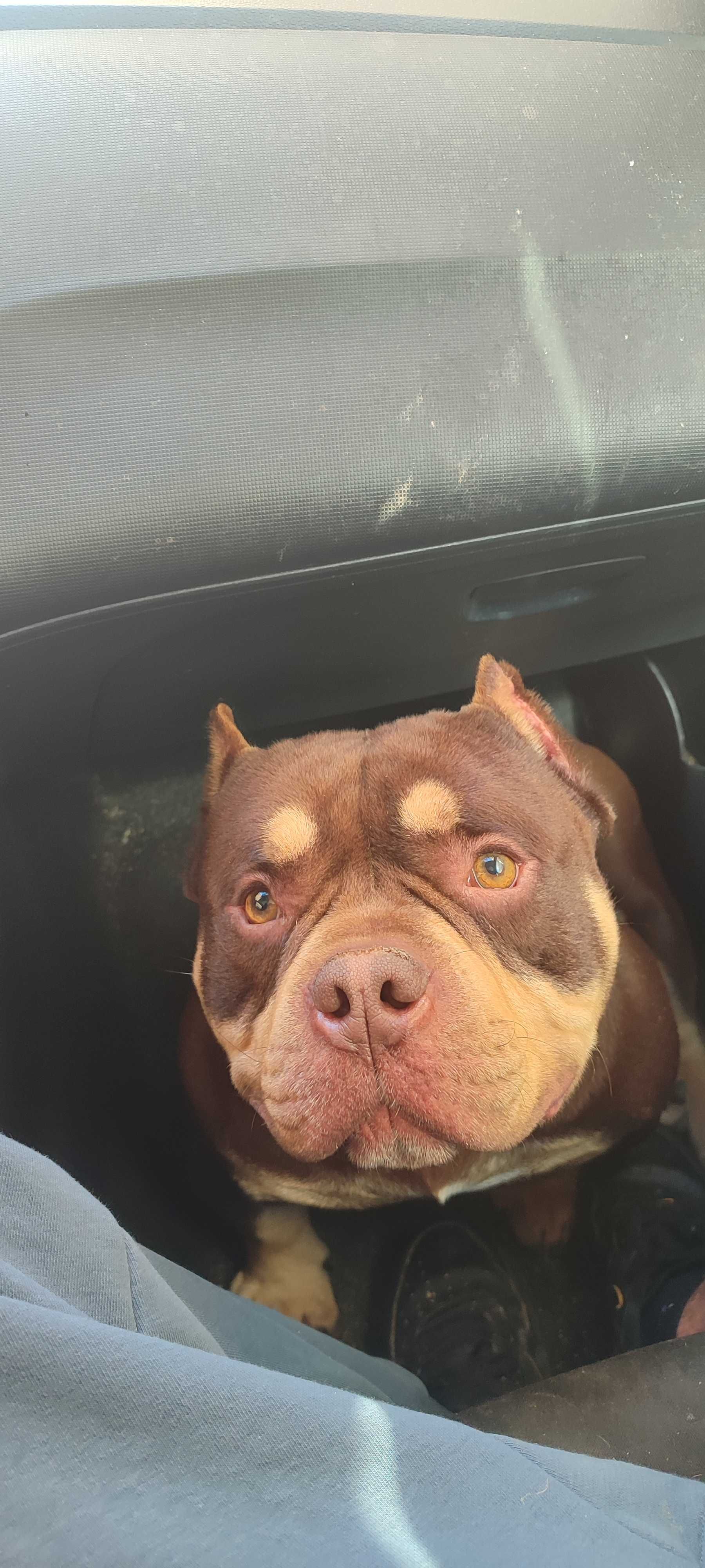 American bully acasalamento