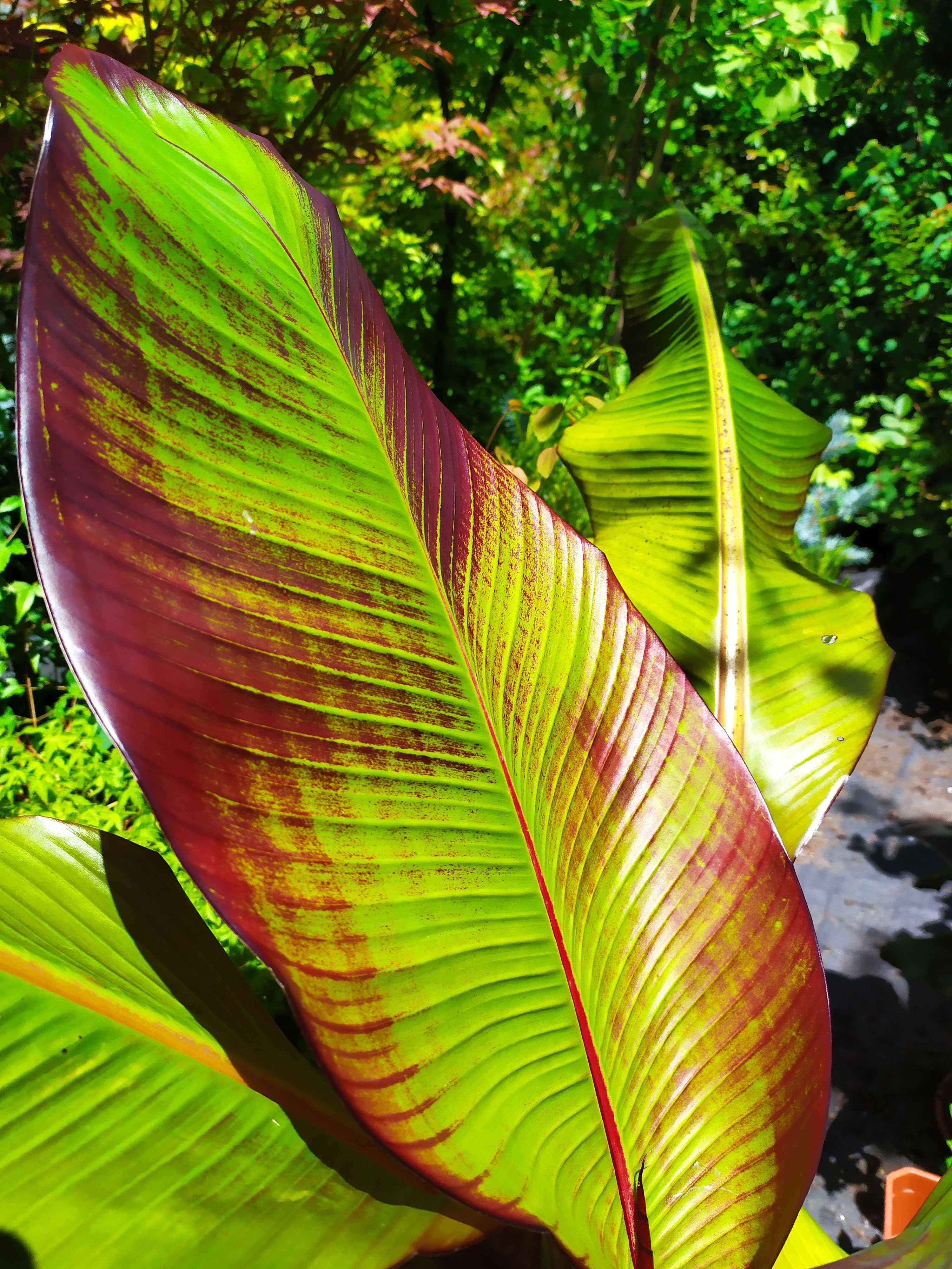 Bananeiras decorativas (lote de 20) - Ensete maurelli