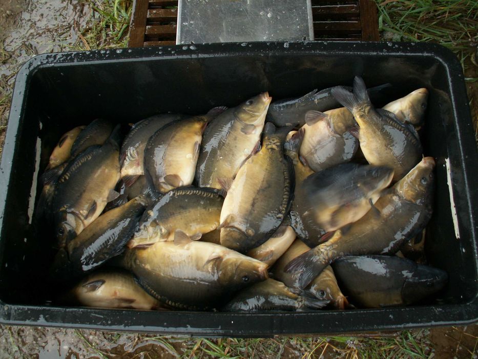 karp i amur do dalszej hodowli 200-300 gram