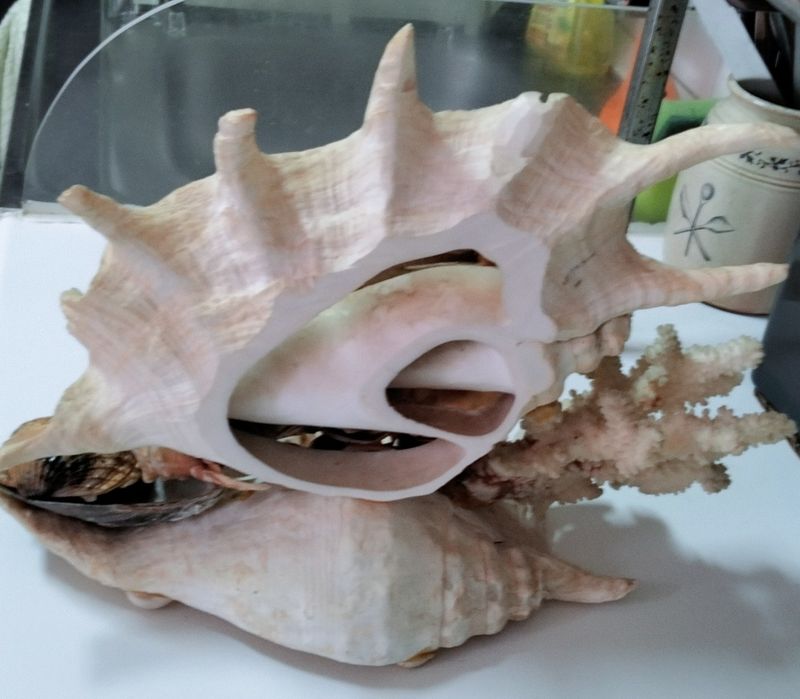 Escultura de conchas originais