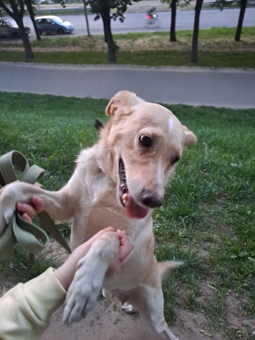 Собачка в добрые руки