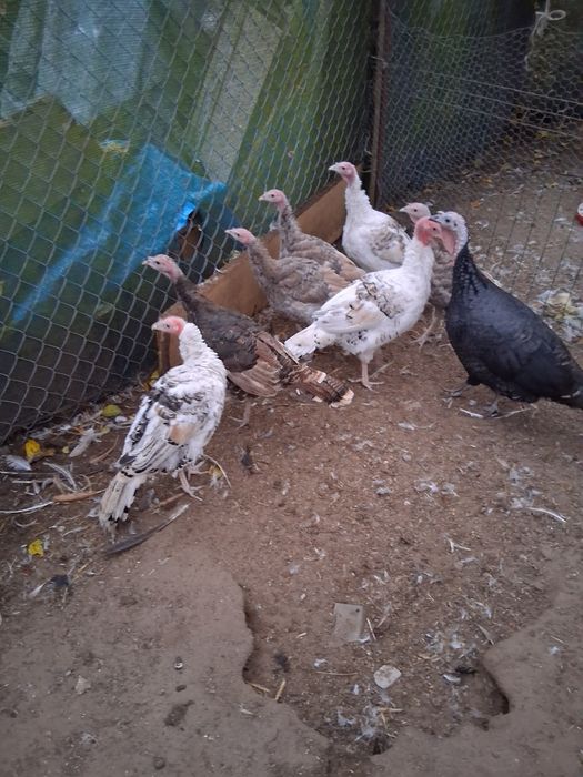 Sprzedam młode indyki I indyczki