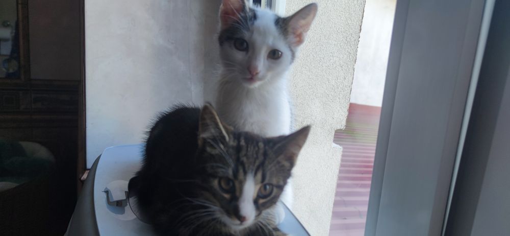Oddam dwa kociaki kocurki w dobre ręce.