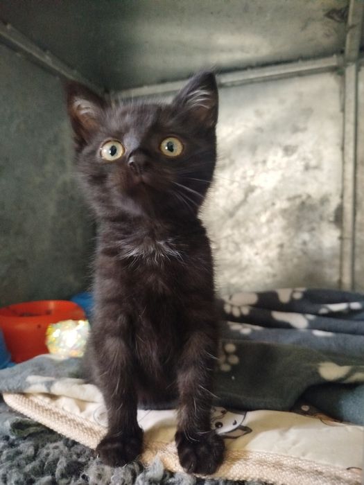 Przesłodki DŻEKUŚ szuka domu