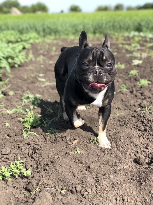 Французкий будьдог