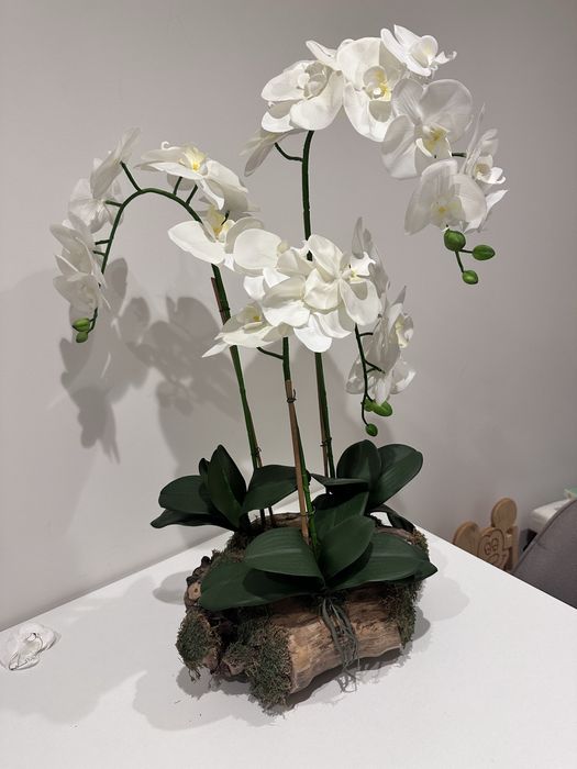 Orquidea trinco naturak