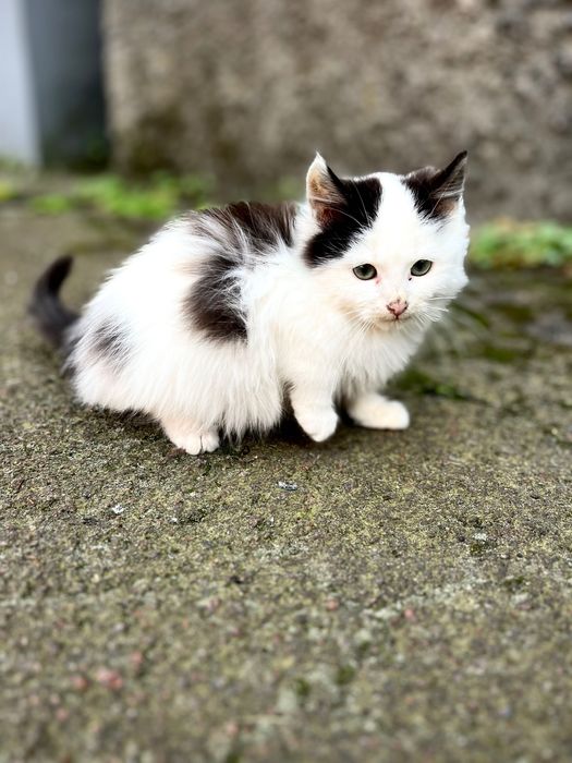 Кошенята дуже милі