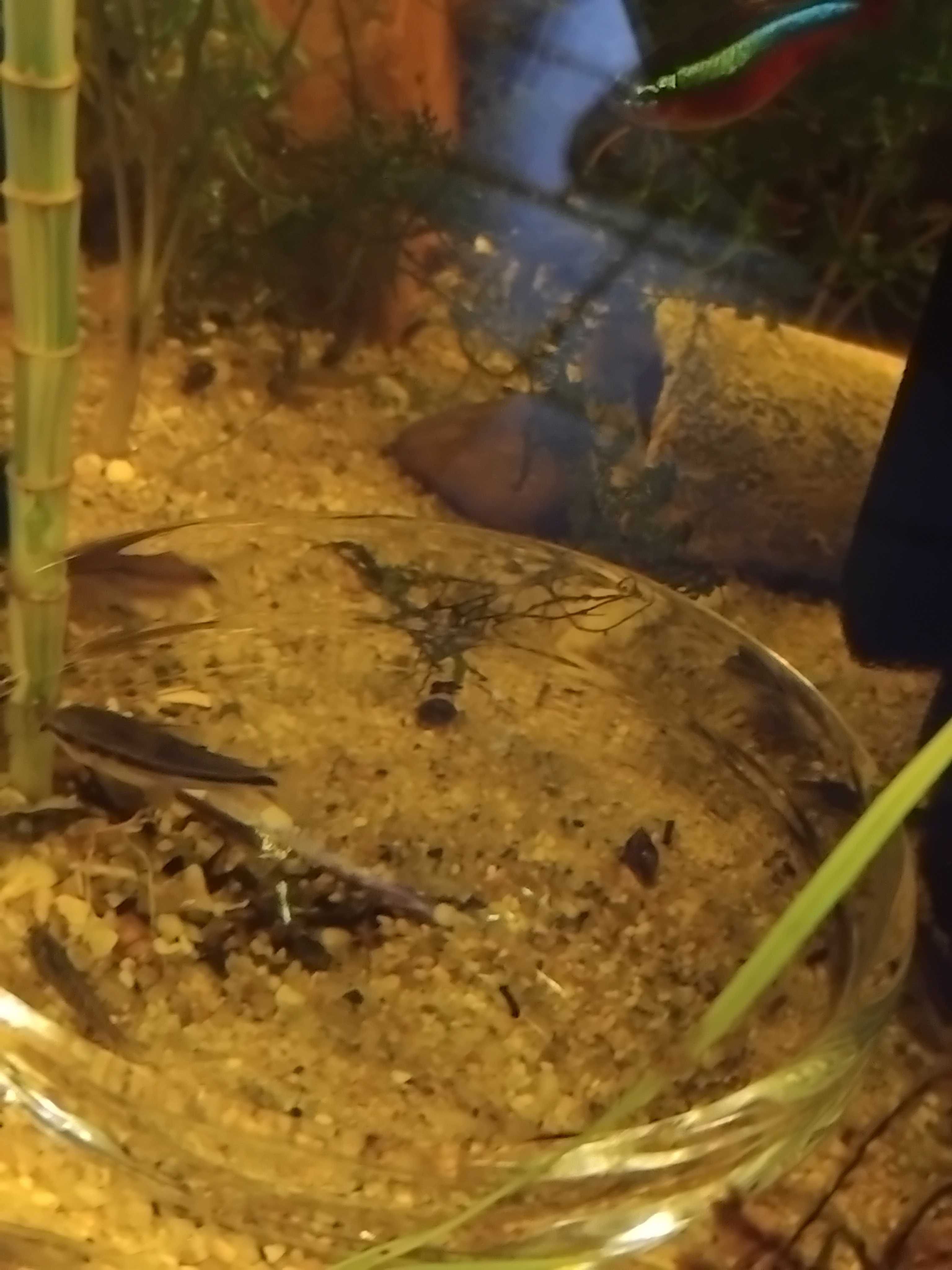 Corydoras pygmaeus