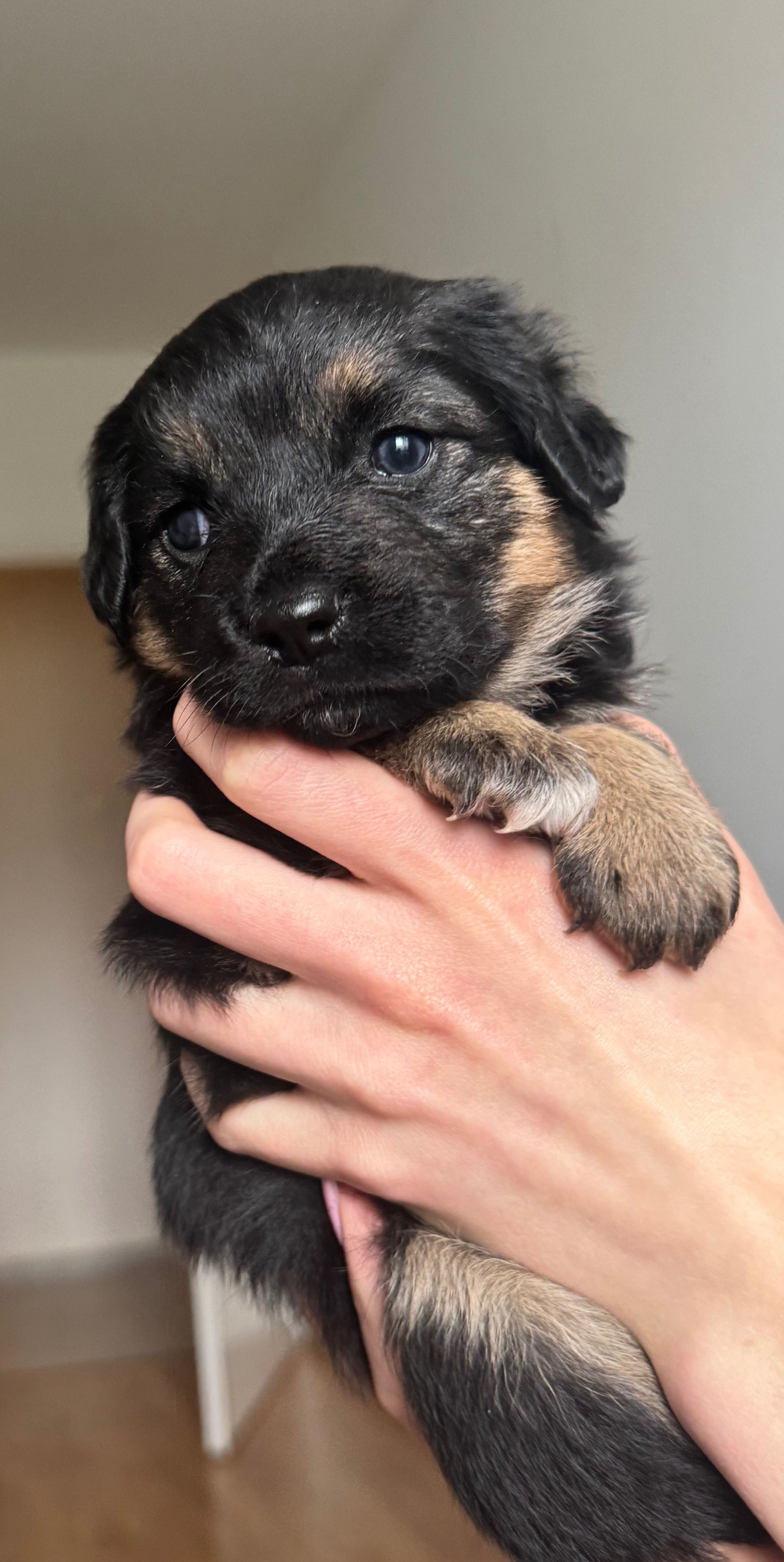 Szczenięta do adopcji