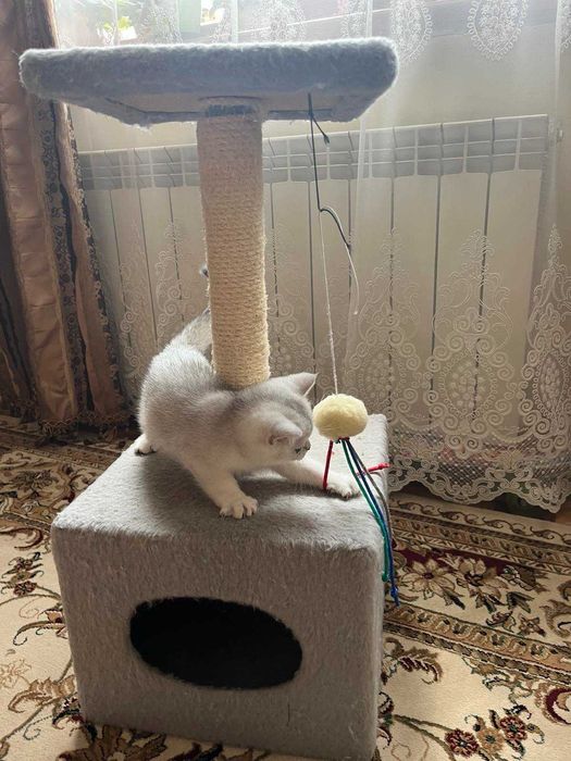 Блакитноока срібна красуня британка