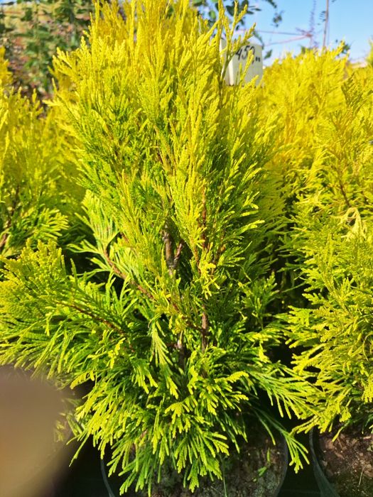 Туя форево голди