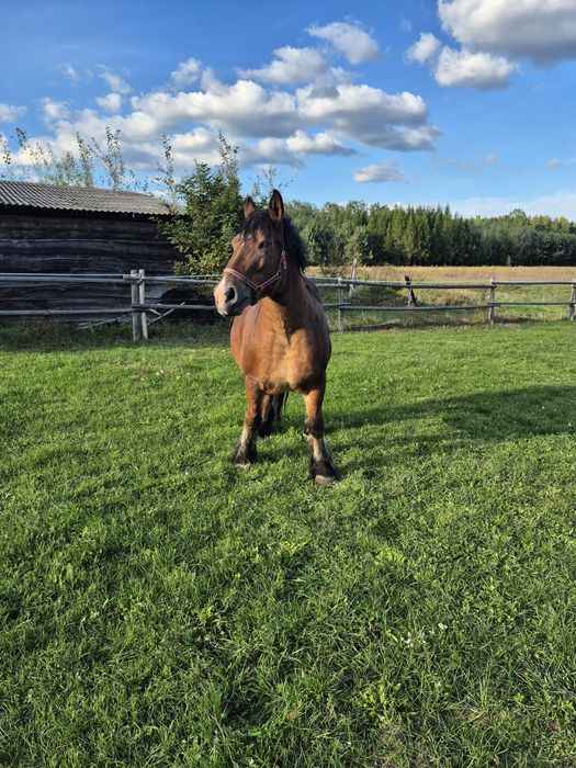 Klacz zimnokrwista źrebna!