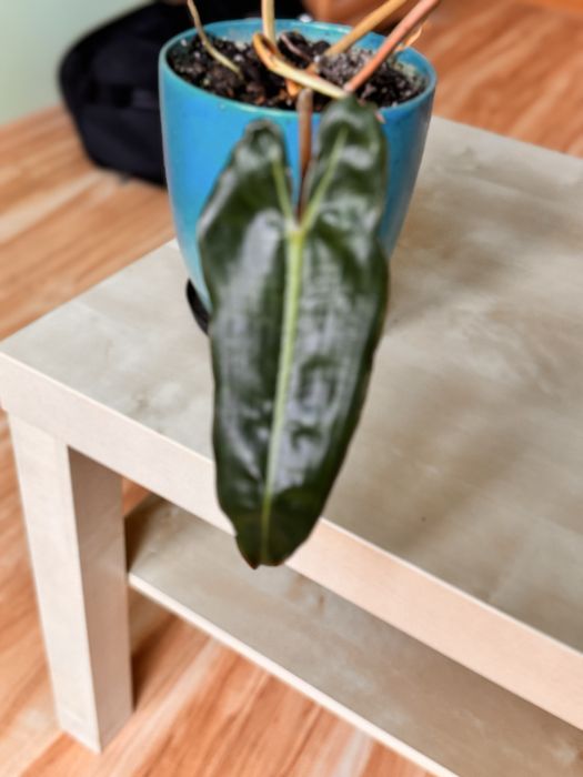 Philodendron billietiae variegata