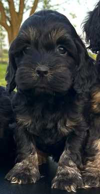 Cocapoo Cocker spaniel pudel