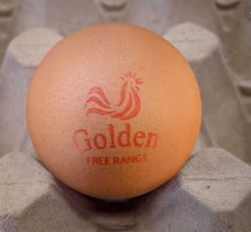 инкубационное яйцо с высокой выводимостью