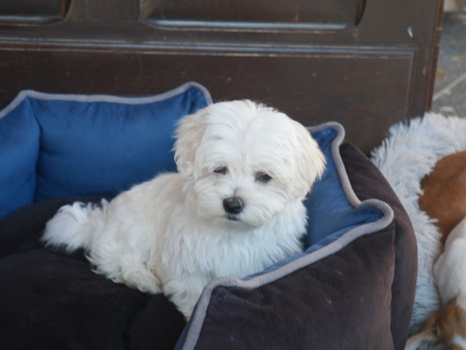 Maltańczyk  MINI piesek