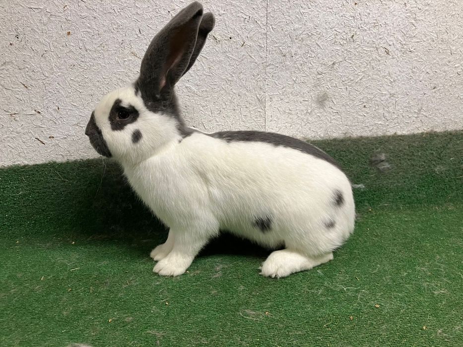 Srokacz niebieski samiec