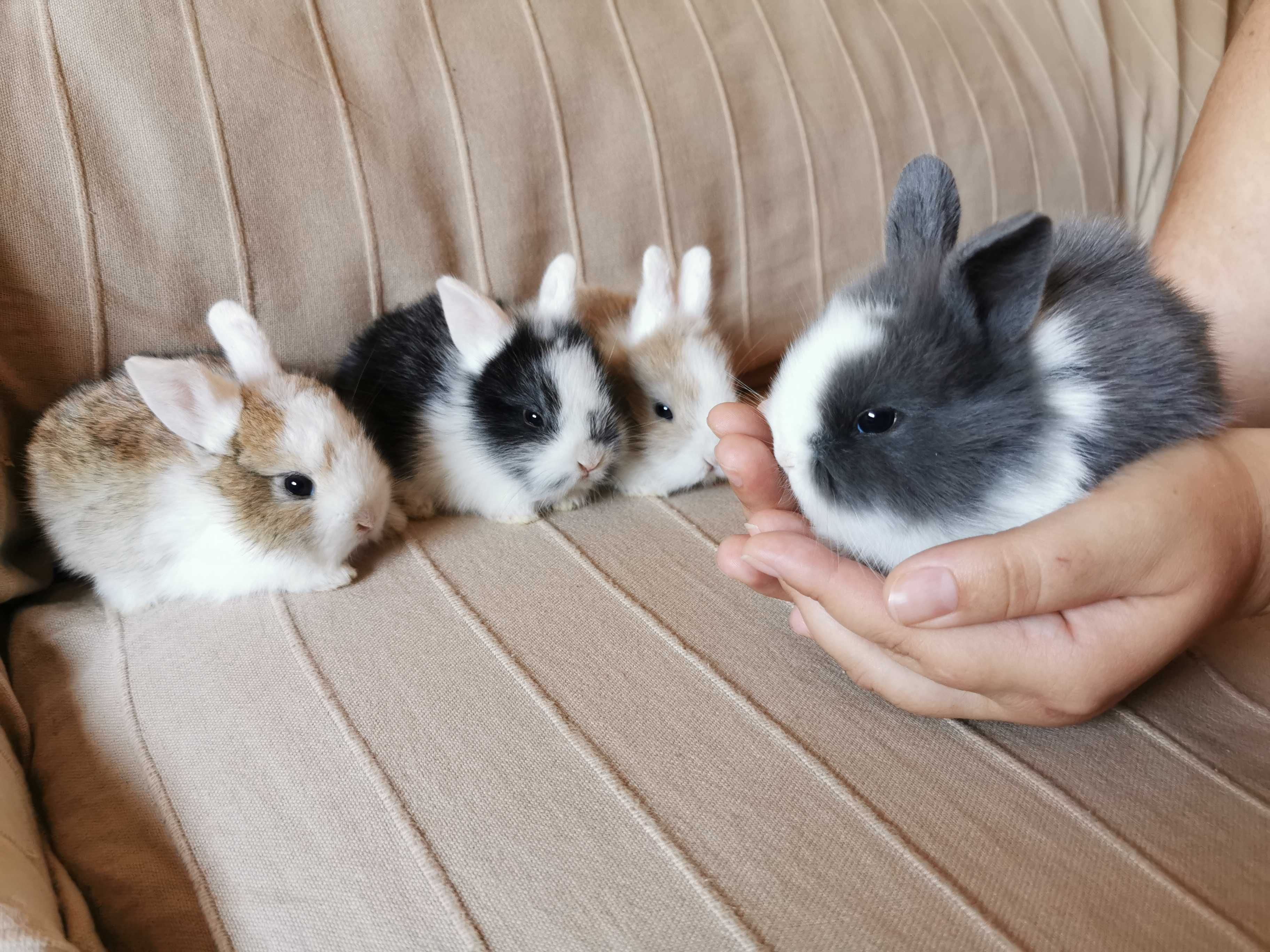 Coelhos anões angorá e mini holandês muito meigos, KIT completo