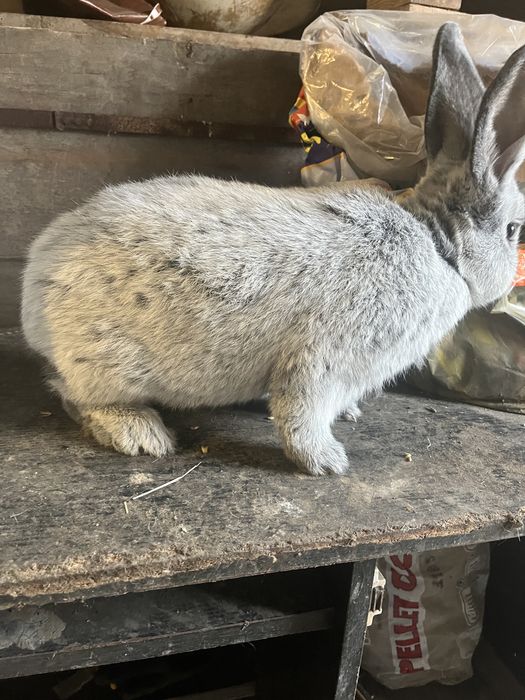 Królik WJS wielki jasnosrebrzysty