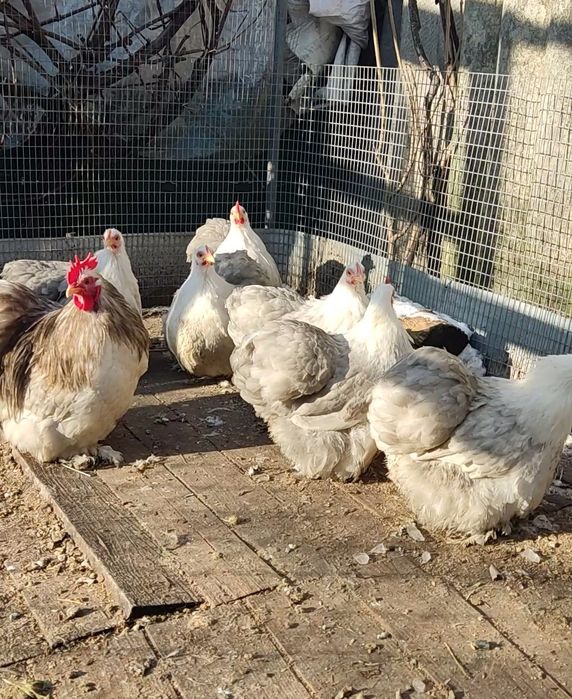 Карликові кохінхіни бобтейл. Інкубаційні яйця,молодь  та дорослі кури