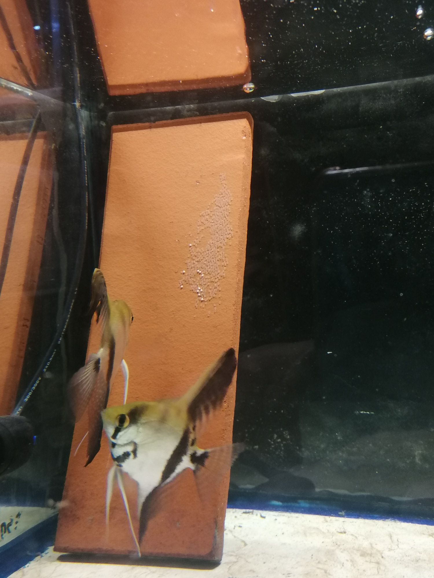 Casal de Escalares Zebra