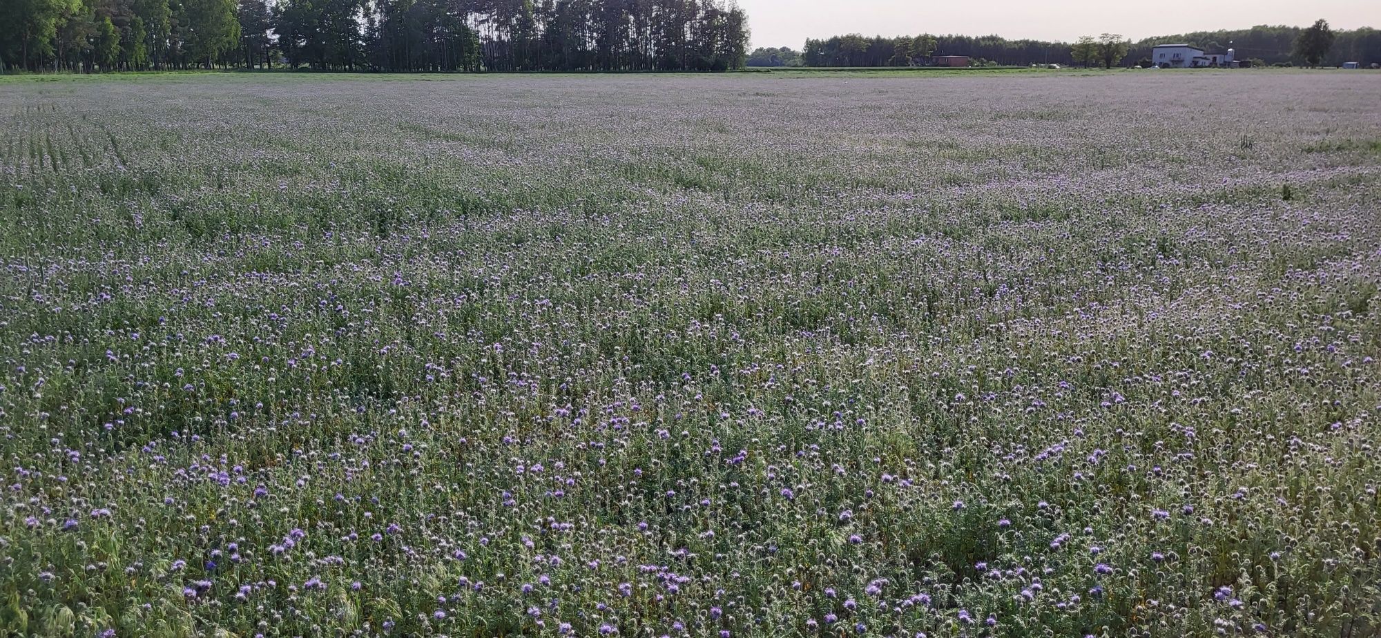 Facelia błękitna.