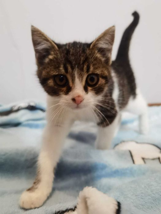 Rozbrykany koci maluch Dior czeka na swojego człowieka