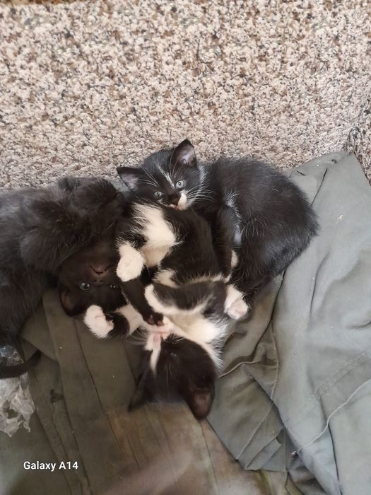 Отдам котят в хорошие руки