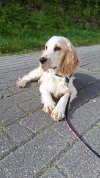 Adoção Cocker Spaniel Jovem