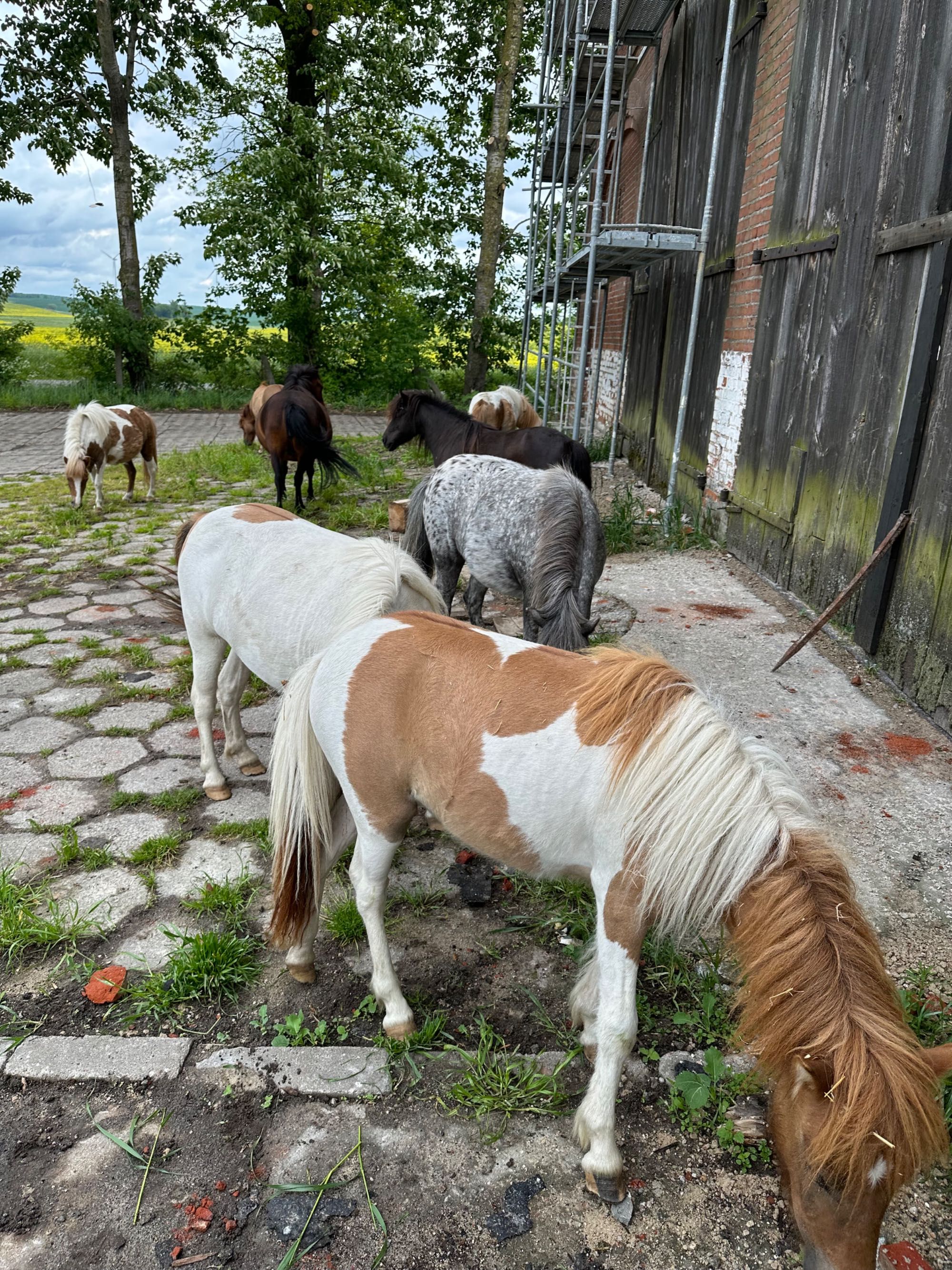 Dla dzieci Roczne klaczki kuca z paszportami .