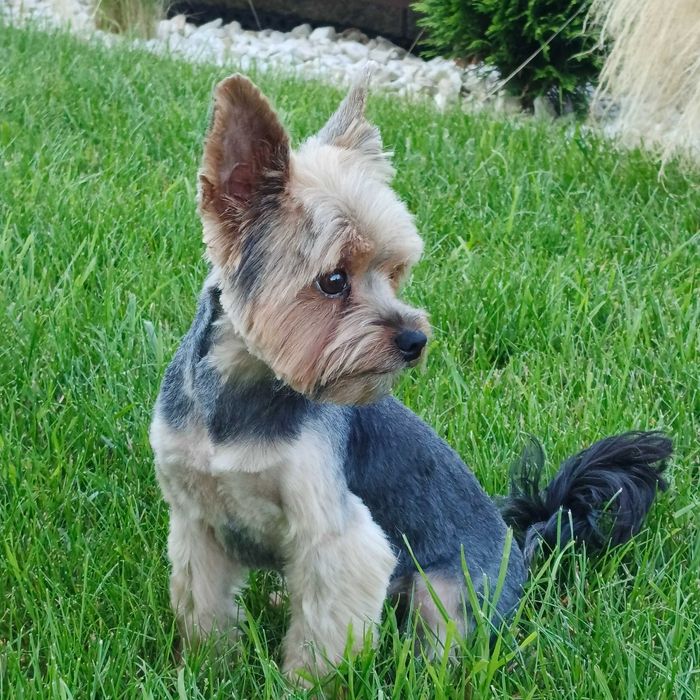 Reproduktor York 2 kg miniaturowy Yorkshire terrier krycie york 300 zł