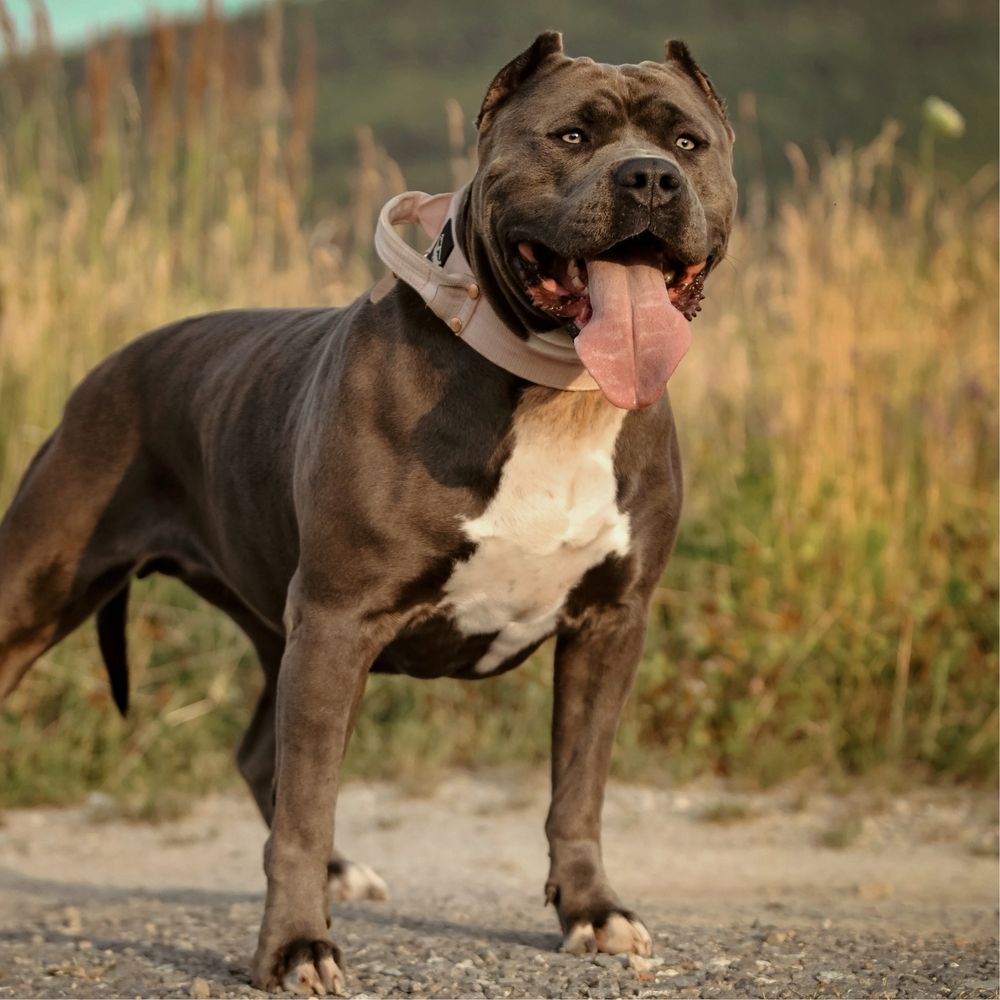 Zapowiedź miotu American Bully XL - samce