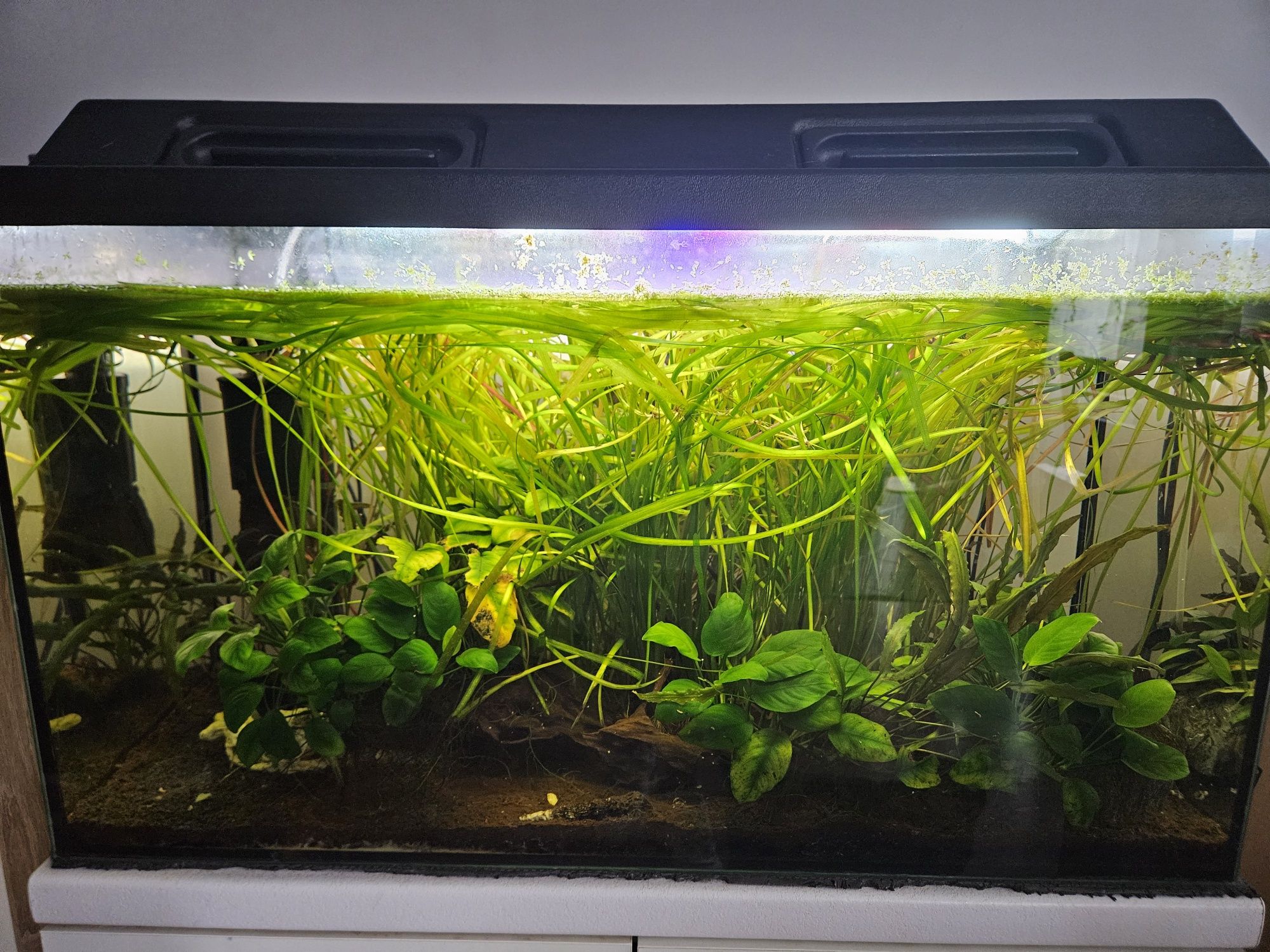 Akwarium 120L z pokrywą + szafka + filtr + życie