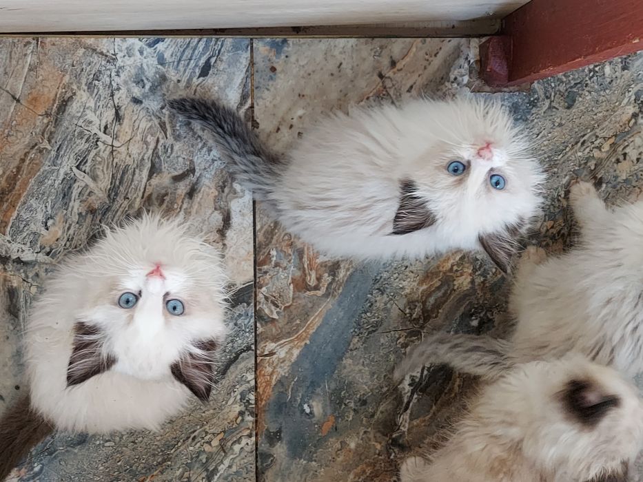 RAGDOLL KOCIAK wolny  Rezerwacja / odbiór od 24 X. 2025.