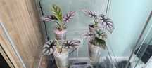 Alocasia sliver dragon/frydek/ Polly.