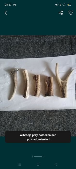 Poroże jelenia w kawałkach 5 szt