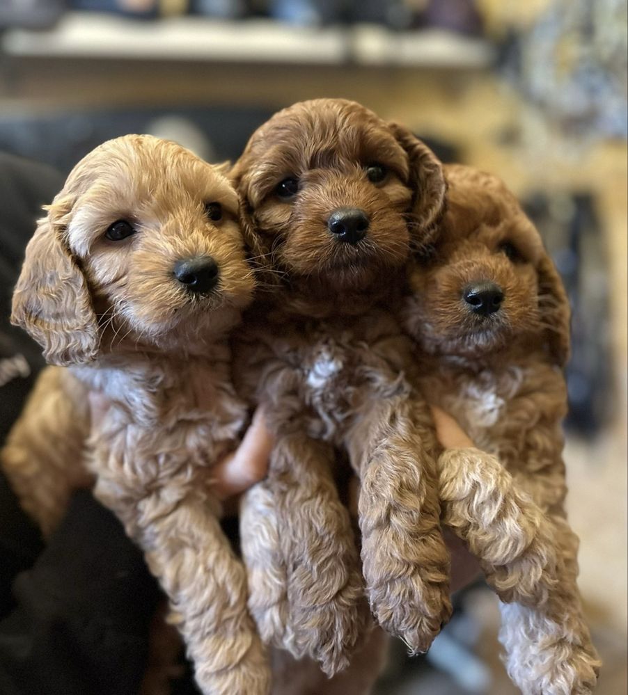 Cavapoo wolne szczenię!