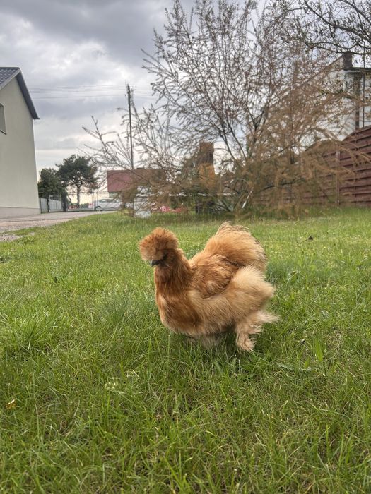 2 kury silki + kogut