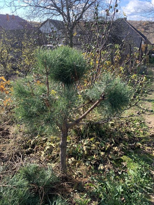 Бересклет японський сформований