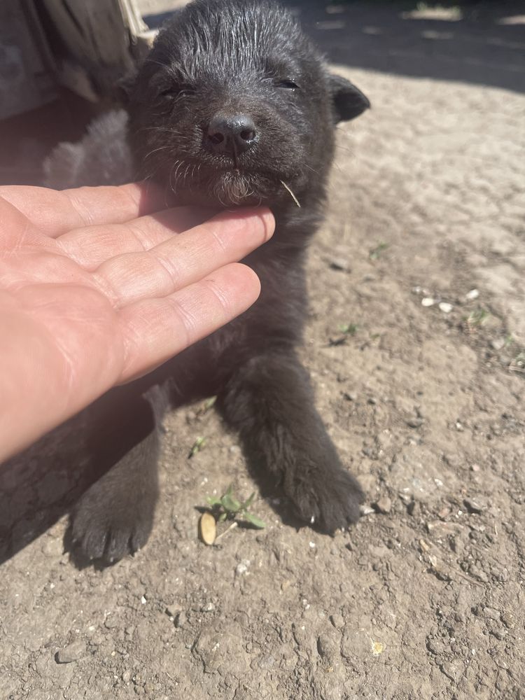 Безкоштовно цуценя